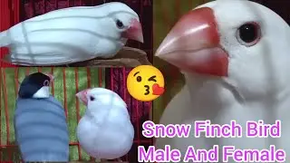 Snow White Finch Male Female | Snow White Zebra Finch Sound & Beautiful Activity || Real Birds Sound