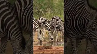 Burchell's Zebras Drinking at a Waterhole-Kruger National Park!#shorts