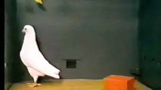 BF Skinner Foundation - Pigeon & Red Block