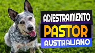 Adiestramiento de un Passtor Ganader Australiano