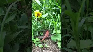 Mr. Cardinal Showing off His Best Moves #flirting #courtship  #mating