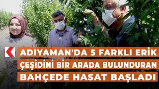 Adıyaman'da 5 farklı erik çeşidini bir arada bulunduran bahçede hasat başladı