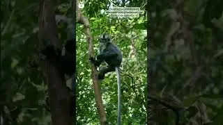 Bukit Lawang-jungle trekking memories