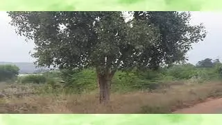 Beautiful Peacock Flying with Sounds🦚 #shorts #naturalmusicpedia