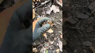 Crotal Bell found Metal Detecting #metaldetecting #history #bell #nature #outdoors