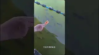 The shooting water fish is the sharpshooter of nature#Shooting water fish#Who doesn t have