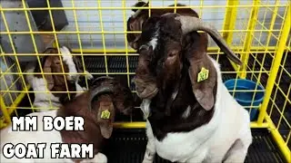 PCCI San Pablo Expo | VM Mar Sumabat Boers | Bless Boer Farm #Livestock