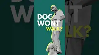 Dog Walking: What to Do When Your Dog Refuses to Walk