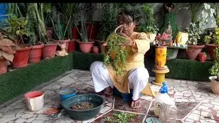 Jade plant ki chhoti chhoti cutting se dil safe diy topiary banakar...#maacreativekitchengarden 