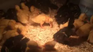 Spring Ducklings At Schaefer Farms