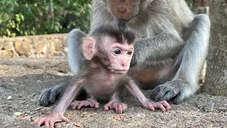warm family baby monkey are so cute & mommy like eating peanuts.