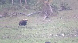 CHAPRAMARI WILDLIFE SANCTUARY WATCH TOWER || CHAPRAMARI | JALPAIGURI |