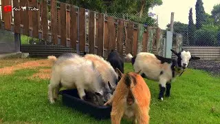 This goat is very smart and eats food.