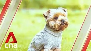 Why do dogs have 