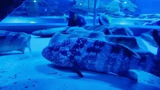 UAE&rsquo;s Marine World at Sharjah Aquarium | Must-Visit Spot! 🐠🏝️