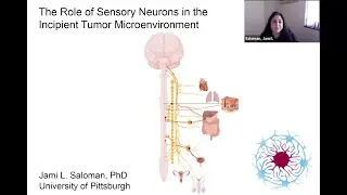 Cancer Neuroscience HD/MA: The Role of Sensory Neurons in the Tumor Microenvironment-Jami L. Saloman