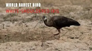 Ep 1: Rare bird spotted at the new habitat out of its original range | White-shouldered Ibis |