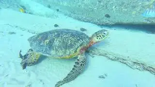 2021 Adventure Sailing With Pangaea Exploration - San Diego to Hawaii