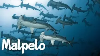 Exploring Malpelo: Colombia's Hidden Marine Gem