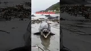 Stranded Dolphins. nature or animation? #naturelovers #nature #animation #aigenerated #ai