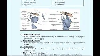 The cartilages of the larynx 