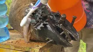 Intense Hoof Care! Expertly Removing Nails & Treating Damaged Cow Hoof Like New