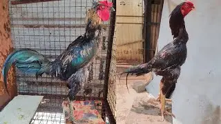 Java Rooster And Aseel Murga