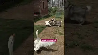 Husky dog fighting with goose