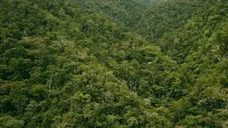 Borneo Rainforest Dawn Soundscape | Relaxing Nature Ambiance | With Birds and Rain