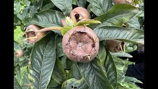 Identifying Medlars, Mespilus germanica