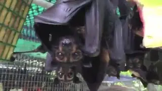 Feed time in the baby cages at Tolga Bat Hospital