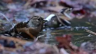 日本の風景kuni-hiro編集　アトリの水浴び