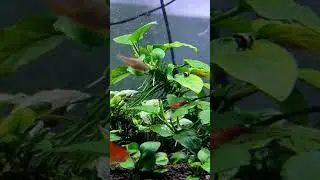 rasbora galaxy #danio #aquascape #plant #aquarium #aquatic