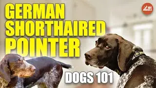 German SHORTHAIRED POINTER 101 🐶 Family Dog Breed