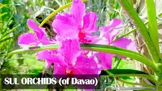 SUL Orchids | Davao City, Philippines