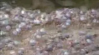 Blue Soldier Crabs