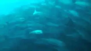 Hannibal Bank Shools of fish, Coiba Dive expedition (Coiba/Panama)