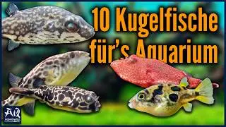 10 verschiedene Kugelfische für dein Aquarium | AquaOwner