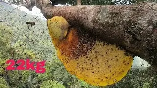 All for the sake of food and clothing, catching dangerous wild honey and winning big
