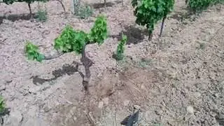 Armillaria en viña