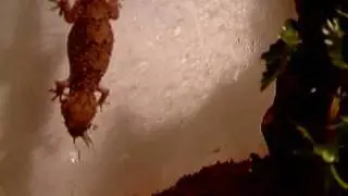 Chondrodactylus turneri clip