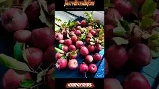 Autumn Fruits From My Garden #Apples #dontscrollpast #lemons #applesforautumn #autumnfood #autumnred