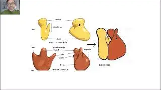 Los ribosomas V40