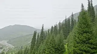 Rainy day in coniferous forest at mountain slopes. Serene and Peaceful Atmosphere.