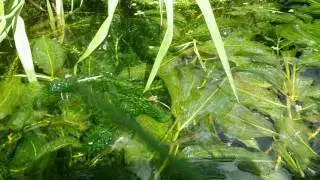 Fundulus julisia in container pond
