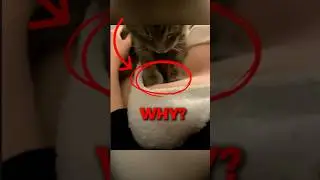The Secret Meaning Behind Cat Kneading 🐾 #cats #catshorts #catlovers