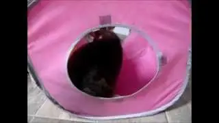 Peanut the blind cat