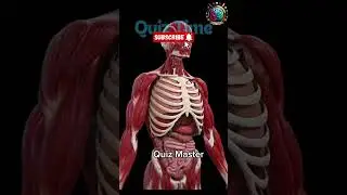 Can YOU Pass This Intense Anatomy Quiz?  part 135 #shorts  #healthsciencequiz