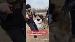крутой отпугиватель от собак, тест драйв#собаки