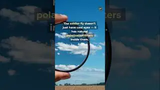 This Insect Has Built-In Sunglasses 😎